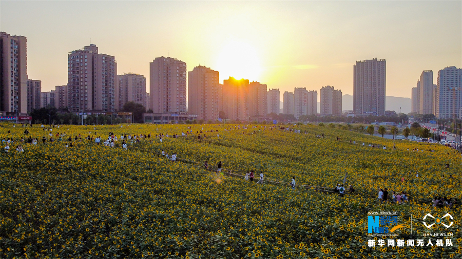 重庆北碚蔡家中央森林公园里朵朵向日葵竞相开放,金黄鲜艳的花海"照亮