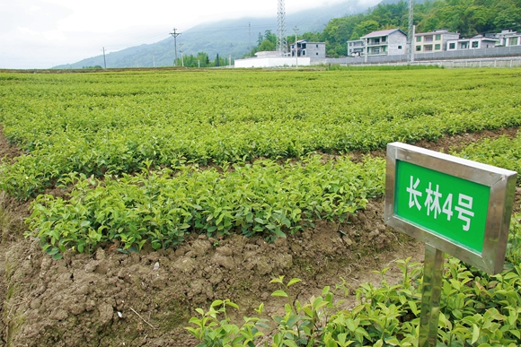 重庆武陵山油茶研究院有限公司苗圃基地里油茶苗长势兴旺.