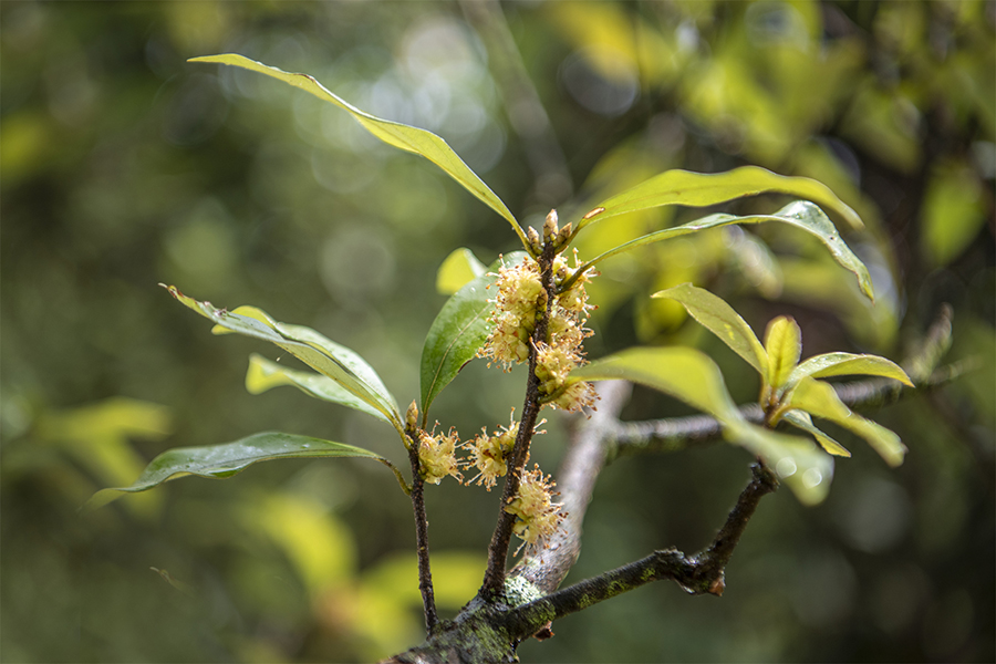 重庆巫溪：老鹰茶古树开花了