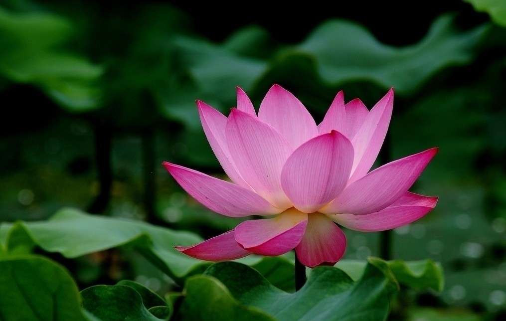 肛周脓肿有什么危害_重庆奥林中医肛肠医院--