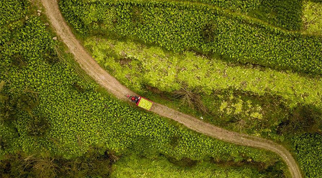 涪陵百胜gdp_涪陵百胜镇图片(3)