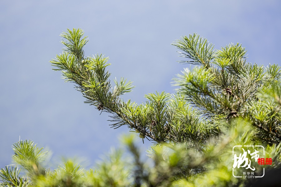 目前,全国已探明的树高1米以上的野生银杉不到2000株.
