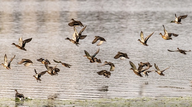 生物多样性保护|越冬候鸟至 湖畔百媚生