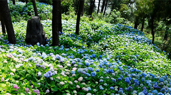 重庆涪陵：花团锦簇赏绣球