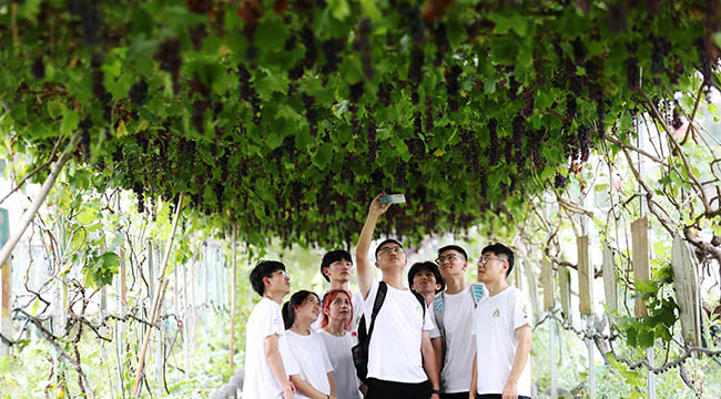 重庆黔江：大学生暑期体验农耕生活