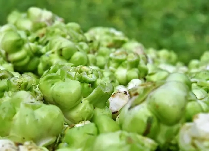 重庆育出全国首个高山青菜头品种