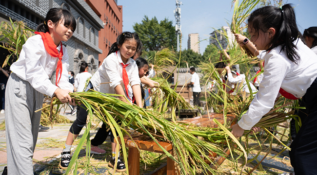 收稻谷、打谷子 重庆这所小学把第一堂劳动课搬到农田里