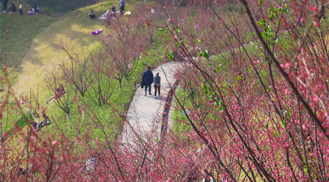 捎来春的信息 红岩景区红梅花又开