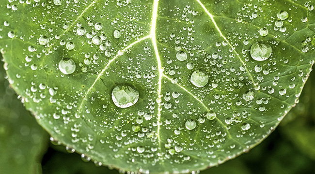 去看最美的春天丨微观镜头下的雨珠，原来这么美！