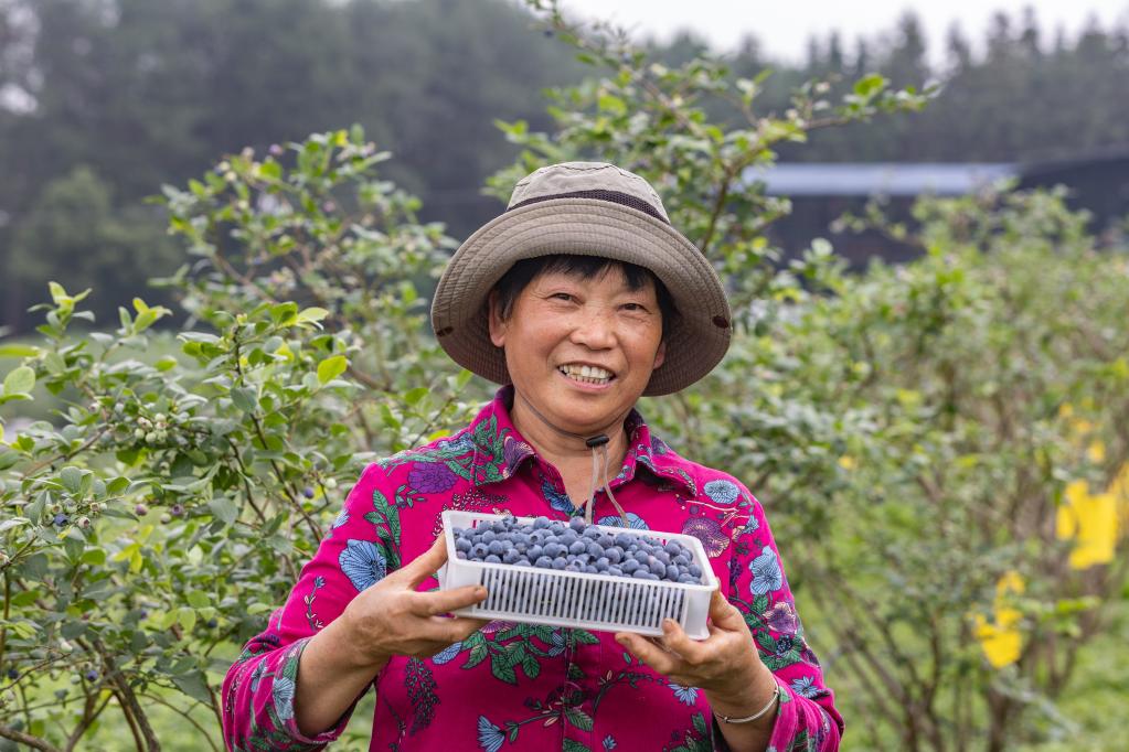 重庆巴南：发展高山蓝莓助增收